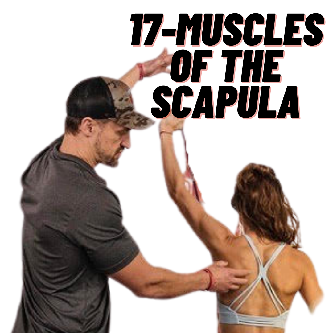 17-Muscles of the Scapula | Musculoskeletal Anatomy