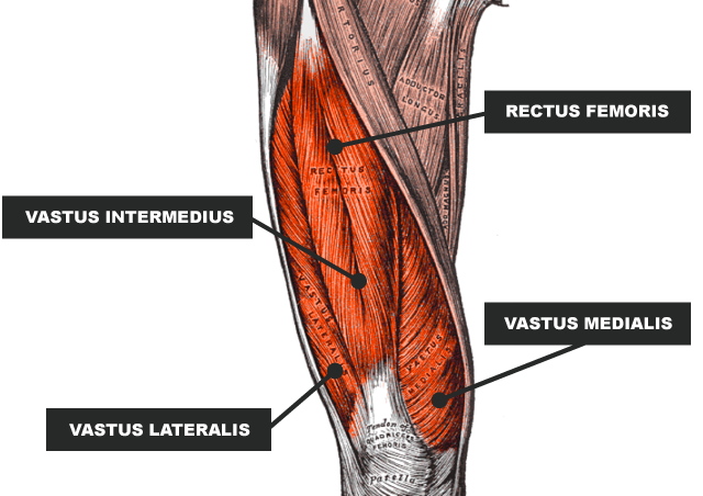 Hip Anatomy: Rectus Femoris
