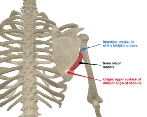 Shoulder Anatomy: Teres Major