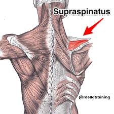 Shoulder Anatomy: Supraspinatus