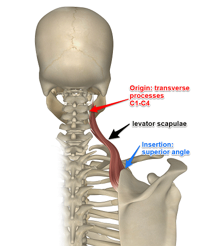 Shoulder Anatomy: Levator Scapula