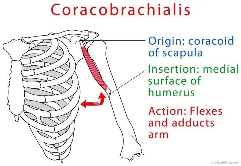 Shoulder Anatomy: Coracobrachialis