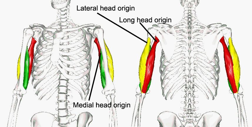 Shoulder Anatomy: Triceps Brachii