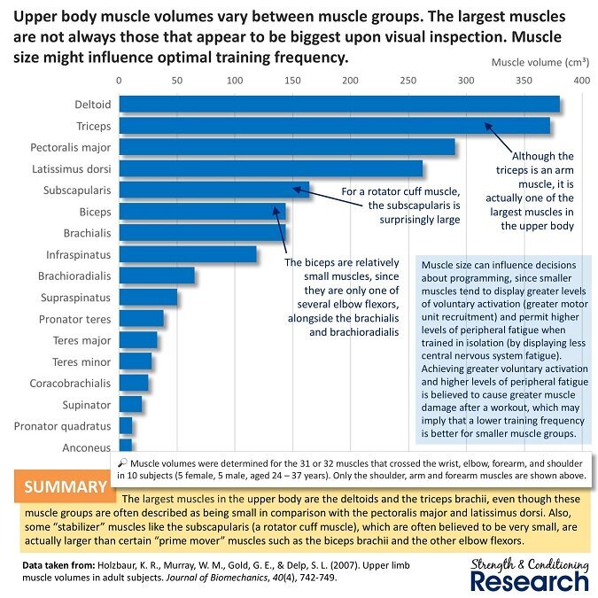 Shoulder Anatomy: Deltoid