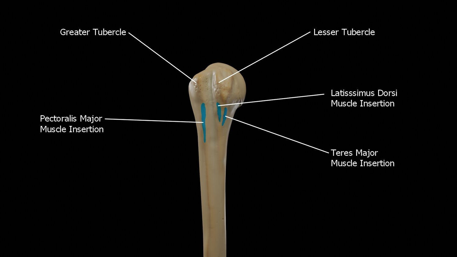 Shoulder Anatomy: Pectoralis Major