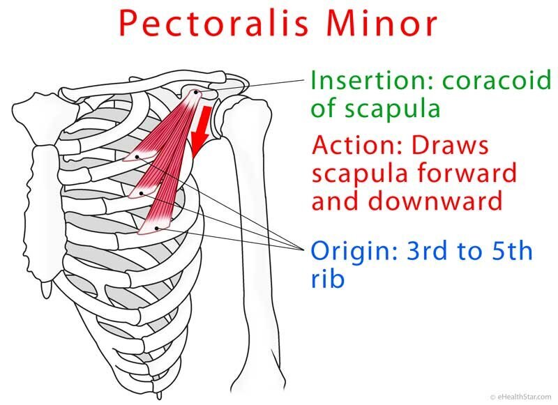 Shoulder Anatomy: Pectoralis Minor