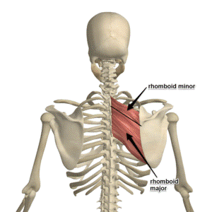 Shoulder Anatomy: Rhomboid Major & Minor