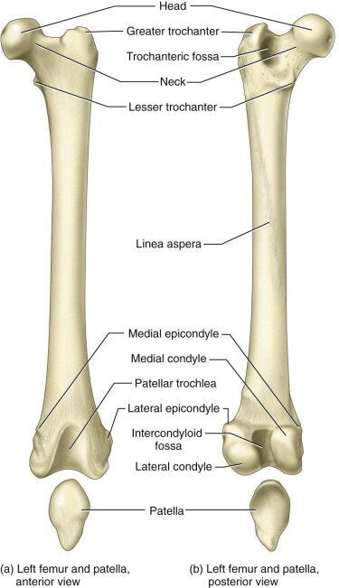 Hip Anatomy: Vastus Lateralis