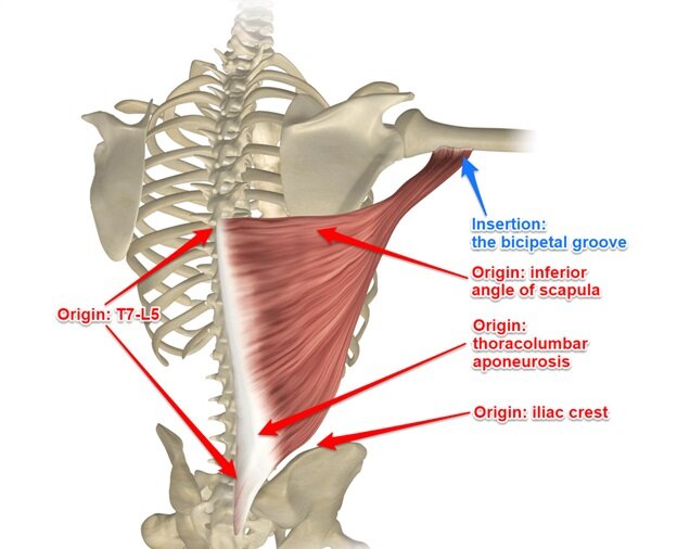 Shoulder Anatomy: Latissimus Dorsi