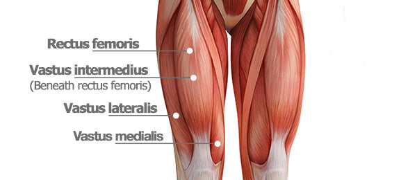 Hip Anatomy: Vastus Intermedius