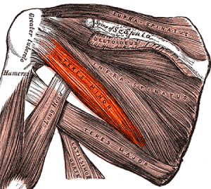 Shoulder Anatomy: Teres Minor
