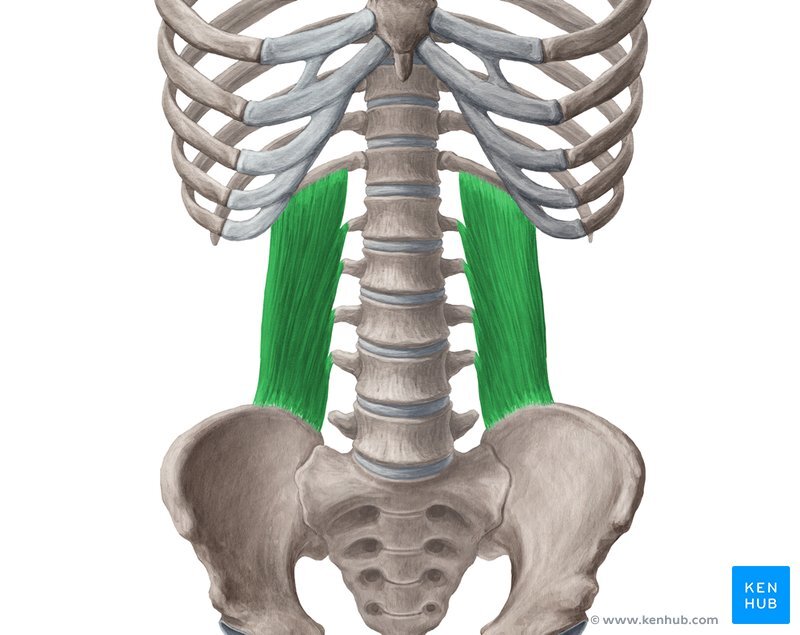 Core Anatomy - Quadratus Lumborum